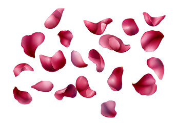Red rose petals falling on a transparent background, a Valentine's Day