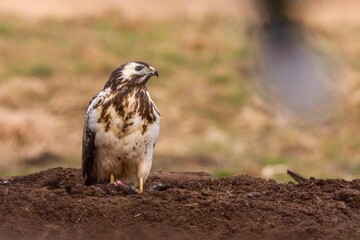 Myszołów (Buteo buteo) © Dariusz