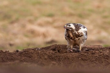 Myszołów (Buteo buteo) © Dariusz