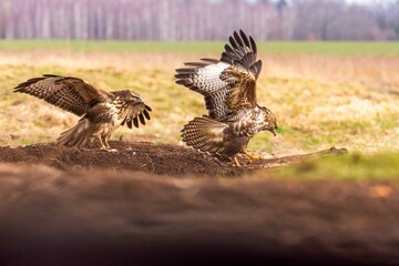 Myszołów (Buteo buteo) © Dariusz