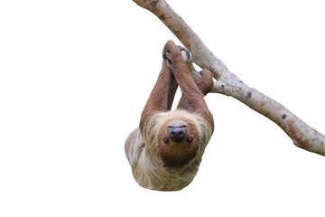 Cute two-toed sloth hanging on tree branch isolated on transparent background png file