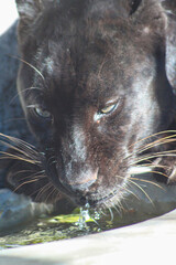 pantera negra © Logan