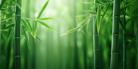 Lush green bamboo forest creating a serene and tranquil atmosphere.