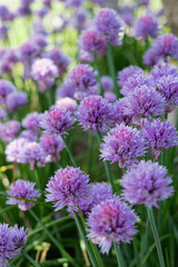 Purple Chive Flowers or Allium schoenoprasum in Bloom with an Insect Landing. Vertical crop.