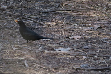 Common blackbird