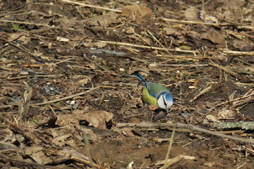 Eurasian blue tit looking for food on a ground