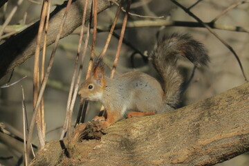 squirrel in the park