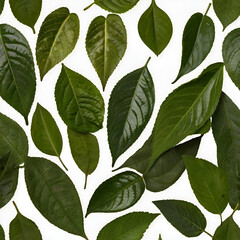 Fototapeta premium A Studio Arrangement of Green Leaves, Set Against a White Background, Highlighting the Timeless Appeal