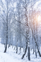 Naklejka premium Birch grove after a snowfall on a winter. Sunlight breaking through the branches.