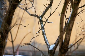 snow covered branches