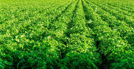 beautiful farmland landscape with green rows of potato and vegetables on a spring or summer farm
