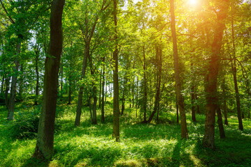 Park with lush green trees during the daytime in spring.