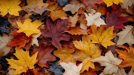 Fototapeta premium Colorful autumn leaves scattered on the ground.