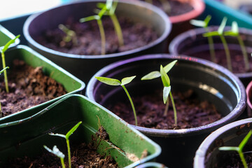 Young chili and pepper seedlings in small pots with soil, showcasing fresh green leaves and growth. A symbol of nature and gardening care.