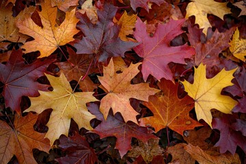 Fototapeta premium Red Orange Brown Autumn Maple Leaves Pile Texture Background