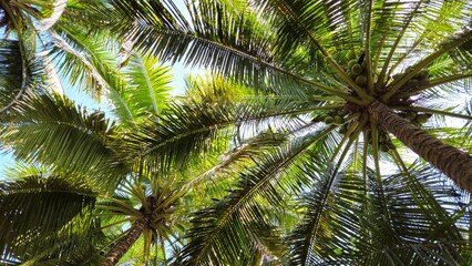Fototapeta premium Low-angle view of coconut trees, highlighting their tall, textured trunks and the vibrant green fronds stretching towards the bright sky.