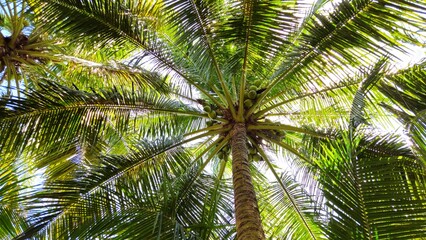 Obraz premium Low-angle shot of a tall coconut tree, showcasing its textured brown trunk, lush green fronds and a few coconuts against a soft blue sky.