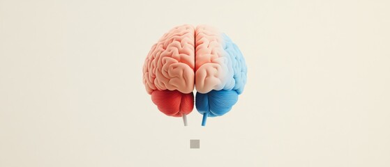 Brain anatomy concept