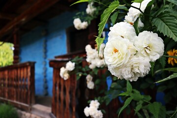 white flowers in the garden