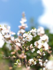 ユスラウメの花