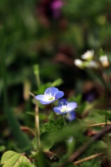 blue flowers in the garden