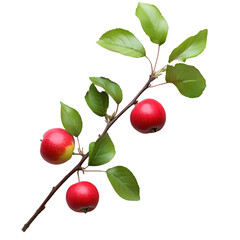 Obraz premium apple tree leaves fruits plant isolated on white background