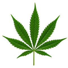 Vibrant Green Cannabis Leaf isolated on white or transparent png background