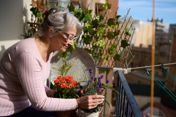 Senior woman gardening on balcony, taking care of lavender and kalanchoe plants