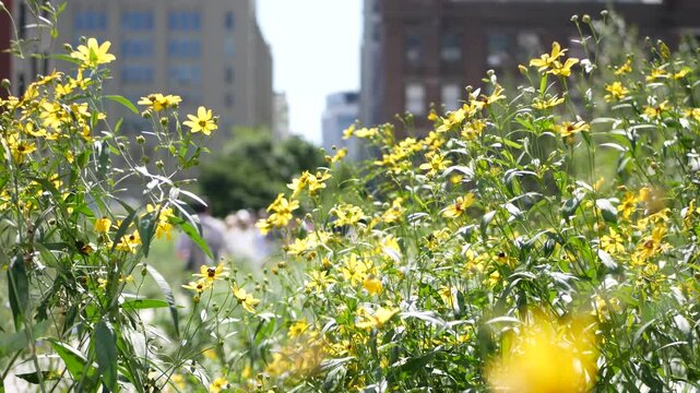 New York City High Line elevated greenway, Manhattan Midtown, USA. People in urban public park. Promenade in garden greenery. American street life, Chelsea highline near Hudson Yards. Autumn flowers.