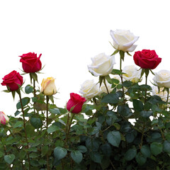 red and white roses  isolated on transparent background