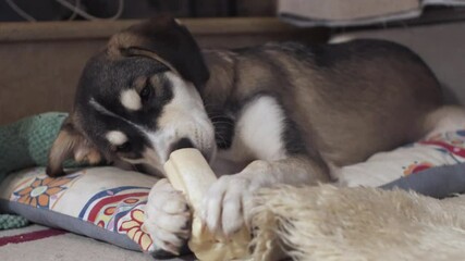 Close up on half breed Malamute male dog, laying on a pillow and chewing a big bone indoors 4K. Side view, static shot.