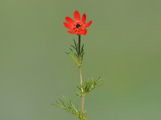 Fototapeta premium Red flowers of the large pheasant eye on a meadow in spring, Adonis flammea 