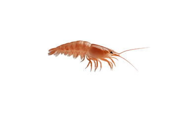 Small, tan shrimp is swimming in the water, isolated