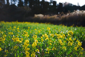 Obraz premium ＜五島の風景＞晴れた日の菜の花