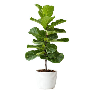 Modern ficus lyrata in white pot, fiddle leaf fig indoor plant isolated on transparent background