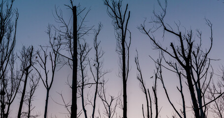 silhouette of a tree in the morning