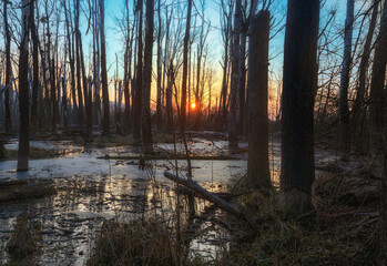 sunrise in the forest