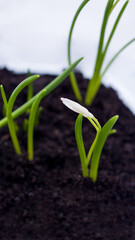 young green plant