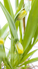 Fototapeta premium yellow tulip flower