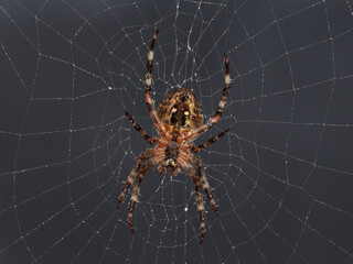 European Garden Spider