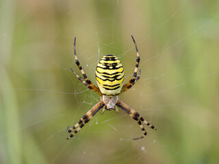 Wasp Spider, Argiope bruennichi