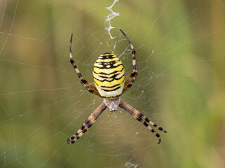 Wasp Spider, Argiope bruennichi