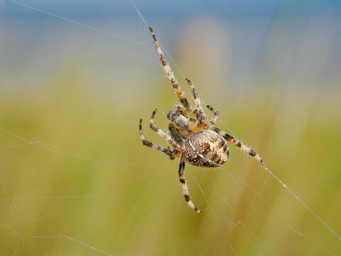 European Garden Spider, Araneus diadematus