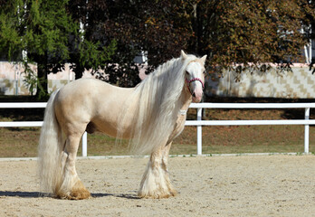 Gypsy Vanner Horse walks in paddock