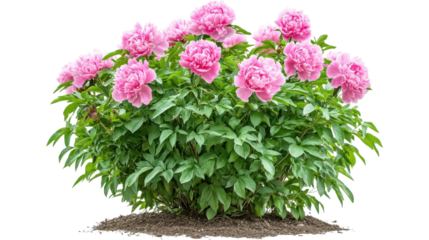 pink peonies flowers