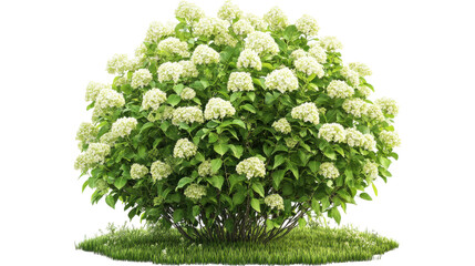 Hydrangea bush on garden isolated