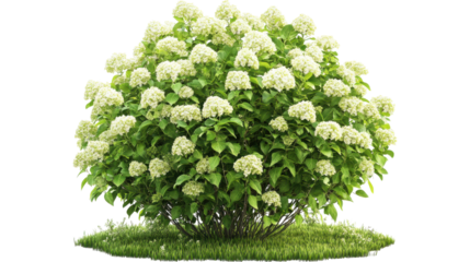 Hydrangea bush on garden isolated