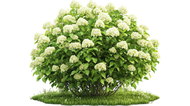 Hydrangea bush on garden isolated