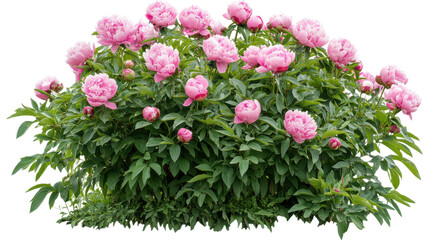 peonies bush on garden isolated on white background,