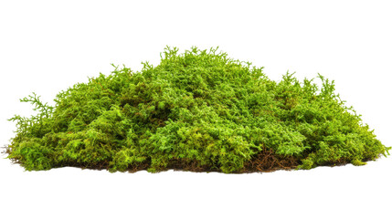 Pile of moss isolated on a white